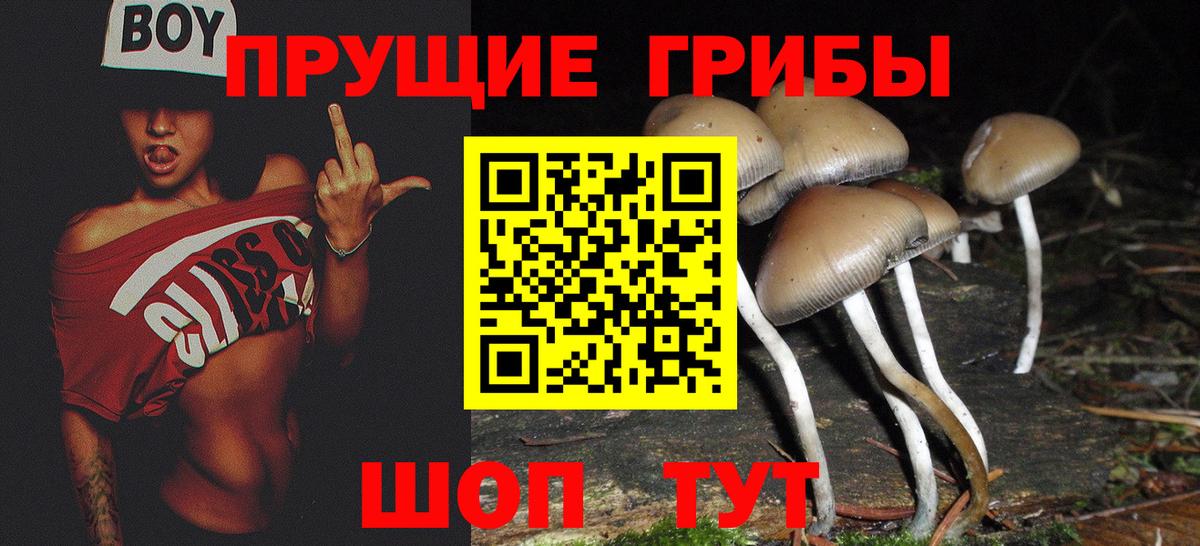 Новокузнецк  Псилоцибиновые грибы Psilocybine cubensis  Вход с VPN 